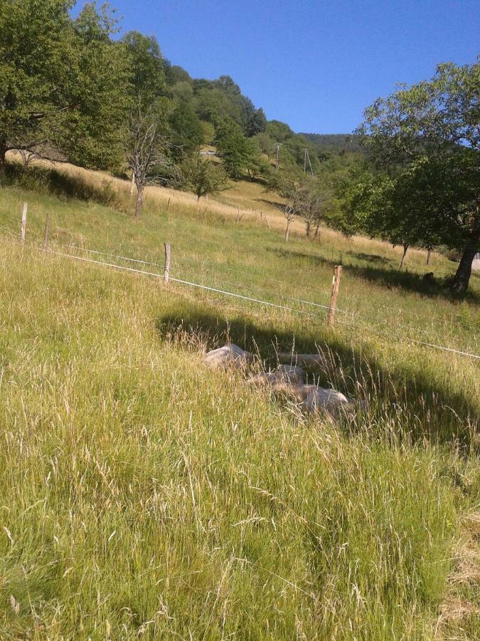 Sondernach Spacieux Et Confortables Gites A Proximite Randonnees, Lacs, Ski Nature מראה חיצוני תמונה